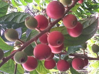 Korandi pazham ( Salacia fruiticosa ) FRUIT PLANT EXOTIC PLANTS