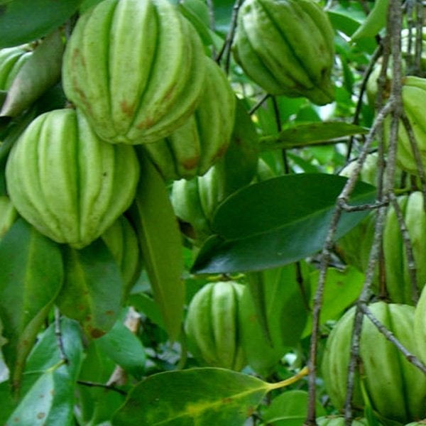 KUDAM PULI(Malabar Tamarind) GRAFT FRUIT PLANT EXOTIC PLANTS