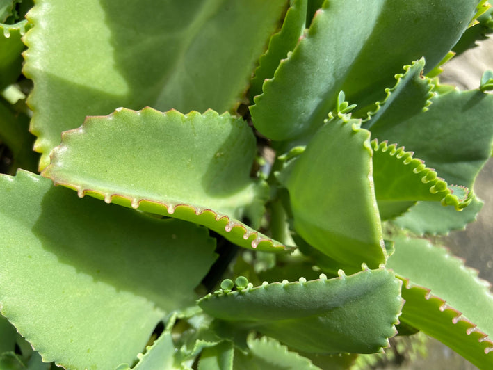 Bryophyllum Pinnatum-Medicinal Plant