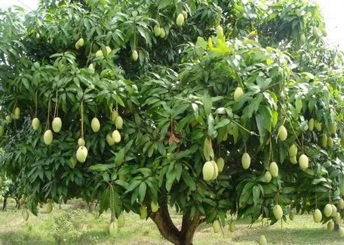 Mango Plant (Chausa)) ) Live Mango 1 Plant (Mangifera indica) – Grafted Variety  -Fruit Plants