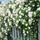 Royal Bloom Climbing Rose – Hybrid Rose Seeds for Vertical Elegance - Rose Seeds