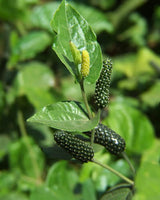 Piper Longum -Medicinal Plant