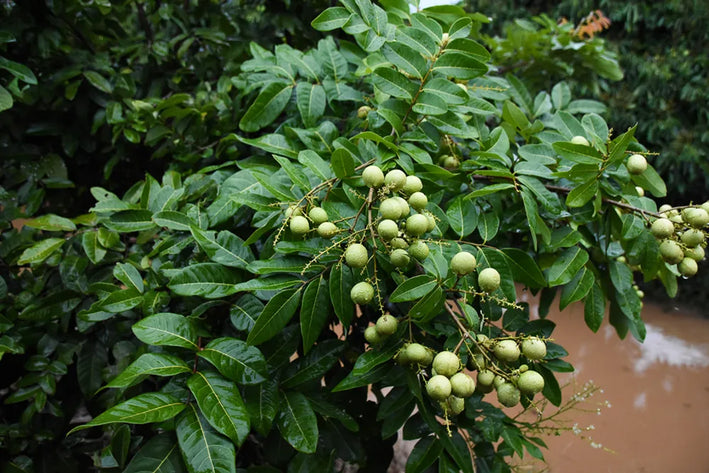 WHITE LONGAN FRUIT PLANT EXOTIC PLANTS