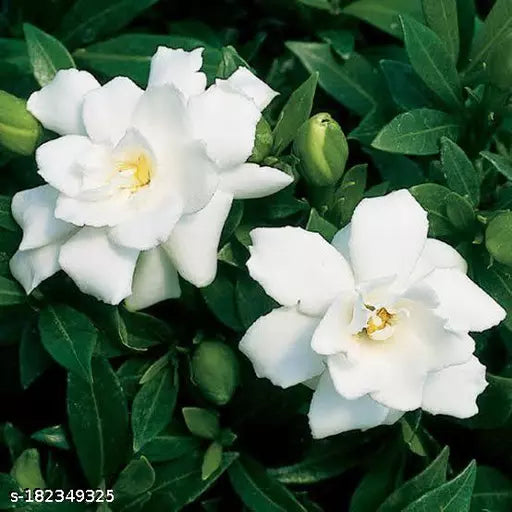 Gardenia Jasminoides-Medicinal Plant