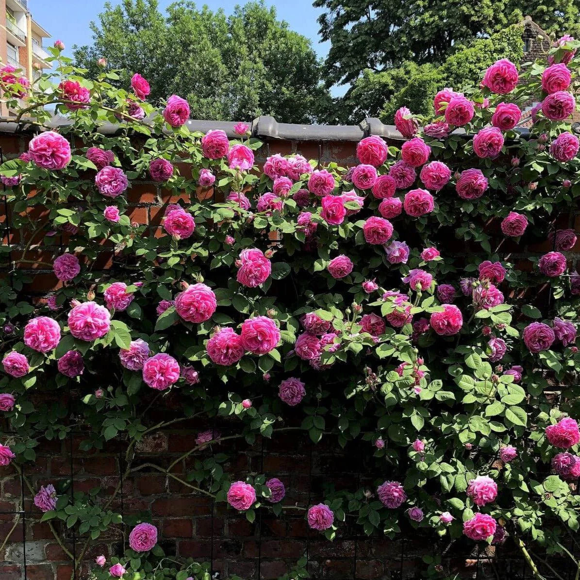 Exotic Hybrid Climbing Rose Flower Seeds – Pack of 20  - Madame Driout - Rose Seeds