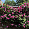 Exotic Hybrid Climbing Rose Flower Seeds – Pack of 20  - Madame Driout - Rose Seeds