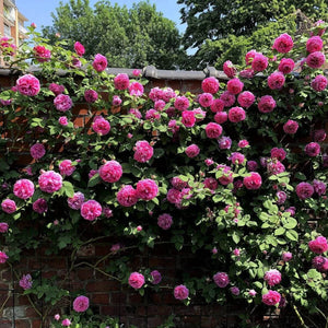 Exotic Hybrid Climbing Rose Flower Seeds – Pack of 20  - Madame Driout - Rose Seeds
