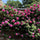 Exotic Hybrid Climbing Rose Flower Seeds – Pack of 20  - Madame Driout - Rose Seeds