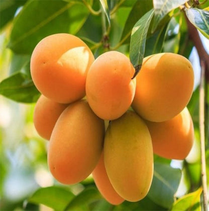 Mango Plant (Malda (Fazli)) ) Live Mango 1 Plant (Mangifera indica) – Grafted Variety  -Fruit Plants