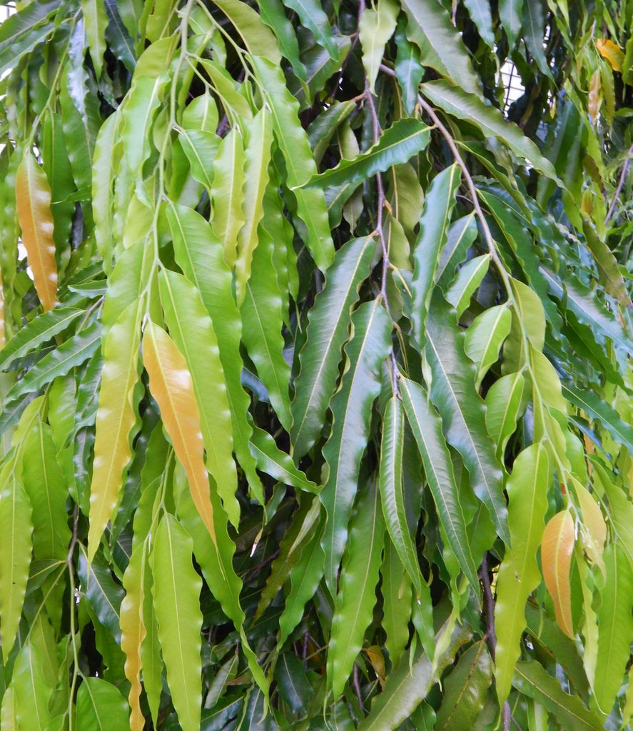 Live Ashoka Tree Plant (Polyalthia longifolia) - Medicinal & Ornamental