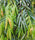 Live Ashoka Tree Plant (Polyalthia longifolia) - Medicinal & Ornamental