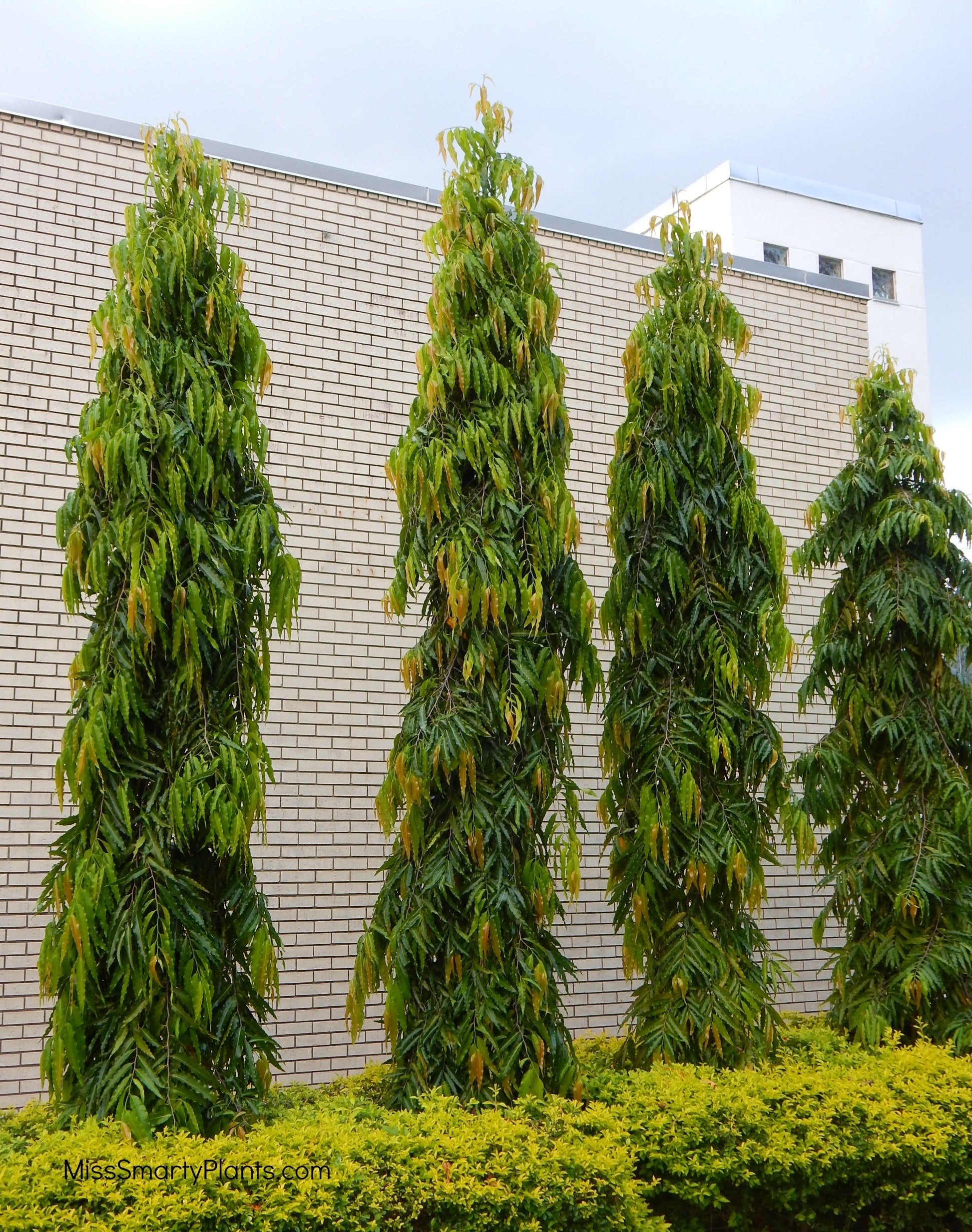 Live Ashoka Tree Plant (Polyalthia longifolia) - Medicinal & Ornamental