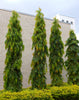 Live Ashoka Tree Plant (Polyalthia longifolia) - Medicinal & Ornamental