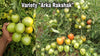Organic Vegetable Seeds Pack – Tomato (Arka Rakshak) For Kitchen & Terrace Gardens -Vegetable Seeds