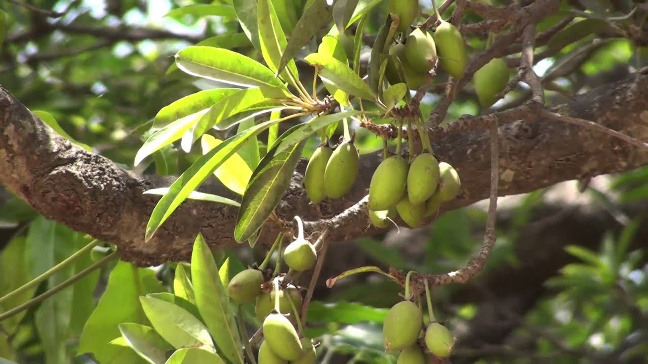 Eluppa (Madhuca longifolia) Medicinal Plant - Healthy Live Plant in Polybag