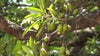 Eluppa (Madhuca longifolia) Medicinal Plant - Healthy Live Plant in Polybag