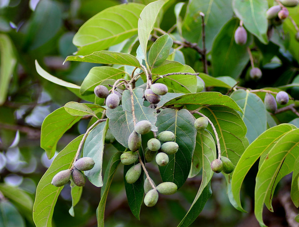 Premium Kadukka Terminalia Chebula Medicinal Plant Live Healthy Polybag
