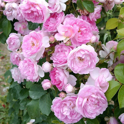 Exotic Hybrid Climbing Rose Flower Seeds – Pack of 20  - Kanyakumari - Rose Seeds