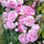 Exotic Hybrid Climbing Rose Flower Seeds – Pack of 20  - Kanyakumari - Rose Seeds