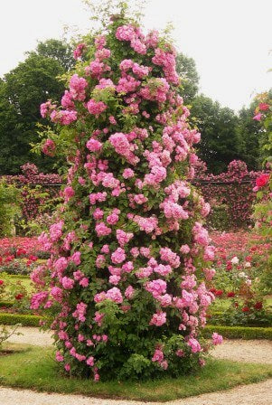 Hybrid Climbing Rose Seeds – Fragrant & Hardy Flowering Vines for Home Garden - Rose Seeds