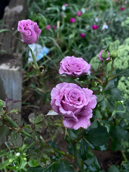Exotic Hybrid Climbing Rose Flower Seeds – Pack of 20  -Angel Face - Rose Seeds
