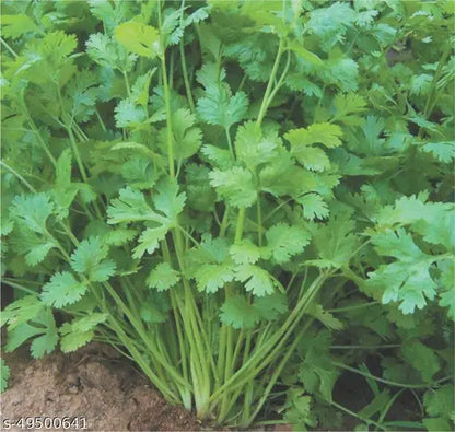 🌿 Coriander (Dhaniya) Hybrid Seeds – Premium Quality Pack 100 - Vegetable Seeds