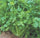 🌿 Coriander (Dhaniya) Hybrid Seeds – Premium Quality Pack 100 - Vegetable Seeds