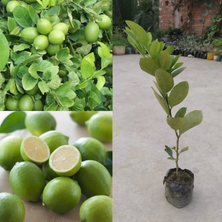 All Time Thai Lemon PlantsThai seedlees Lemon Plant Fruit Plants