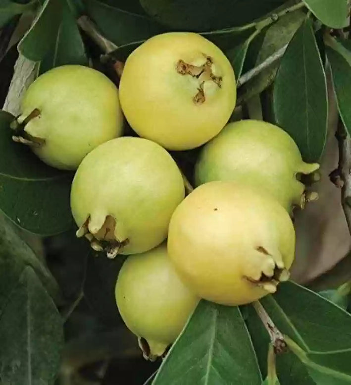 GRAPE GUAVA FRUIT PLANT EXOTIC PLANTS