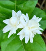 White Mogra | Arabian Jasmine Aromatic Flower 1 Plant - Best Selling