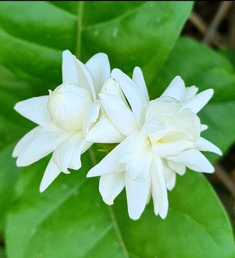 White Mogra | Arabian Jasmine Aromatic Flower 1 Plant - Best Selling