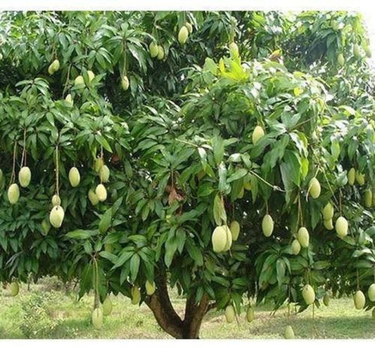 Exotic Mango Plant Varieties for Your Garden (Ataulfo (Honey Mango)) ) Live Mango 1 Plant (Mangifera indica) – Grafted Variety  -Fruit Plants
