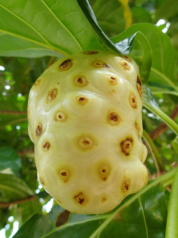 Rare Noni Fruit Plant Cheese Fruit- 1 Healthy Plant Medicinal Plant