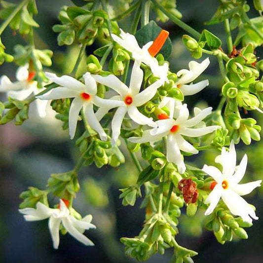 Parijat Flower Plant / Harshringar / Night Jasmine (Shiuli) – 1 Healthy Live Coral Jasmine Plant in Grow Bag - Best Selling