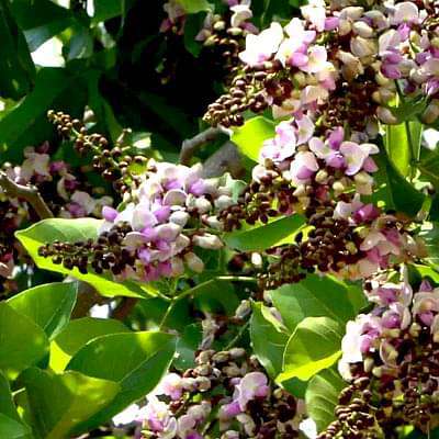 Pongamia Pinnata, Karanj -  Medicinal Plant Live Plants (Copy)