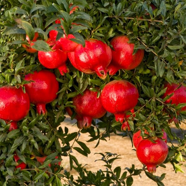 Pomegranate plant Punica granatum -  Medicinal Plant Live Plants