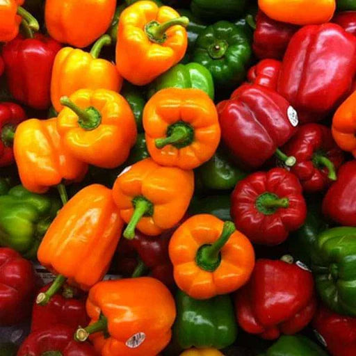 🫑 Capsicum / Bell Pepper Mixed Color Hybrid Seeds – Pack of 30 - Vegetable Seeds