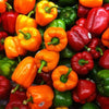 🫑 Capsicum / Bell Pepper Mixed Color Hybrid Seeds – Pack of 30 - Vegetable Seeds