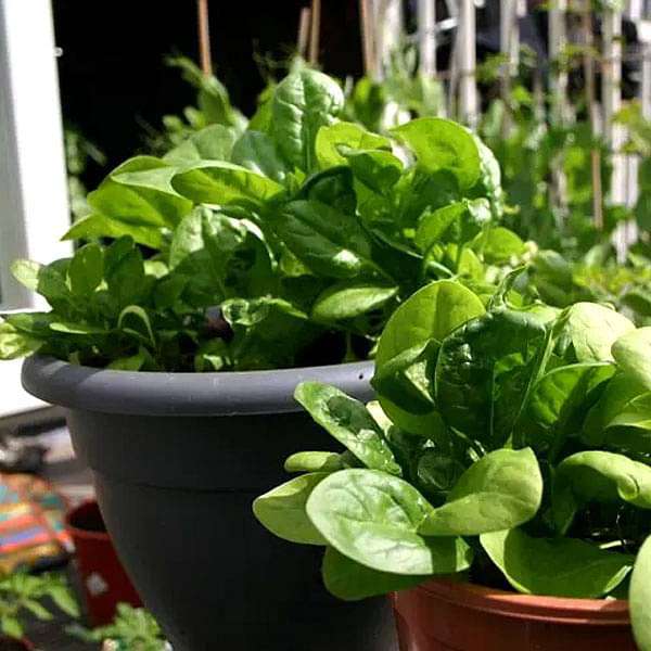 Spinach ‘All Green’ – Premium Leafy Vegetable Seeds (High Yield & Fast Growing) -Vegetable Seeds