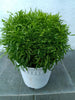 Aralia Healthy Live Plant (Green, Pack of 1) | Indoor & Outdoor Plant for Home and Office Decoration - Best Selling