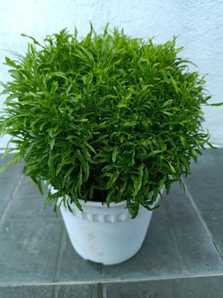 Aralia Healthy Live Plant (Green, Pack of 1) | Indoor & Outdoor Plant for Home and Office Decoration - Best Selling
