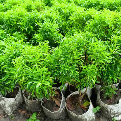 Aralia Healthy Live Plant (Green, Pack of 1) | Indoor & Outdoor Plant for Home and Office Decoration - Best Selling