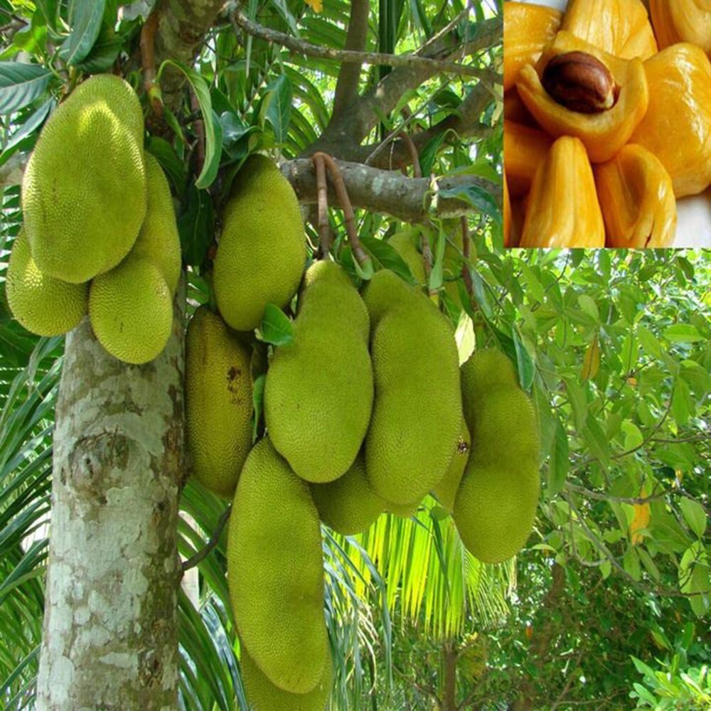Live Malaysian Jackfruit Plant – Grafted & Ready to Grow  -Fruit Plants
