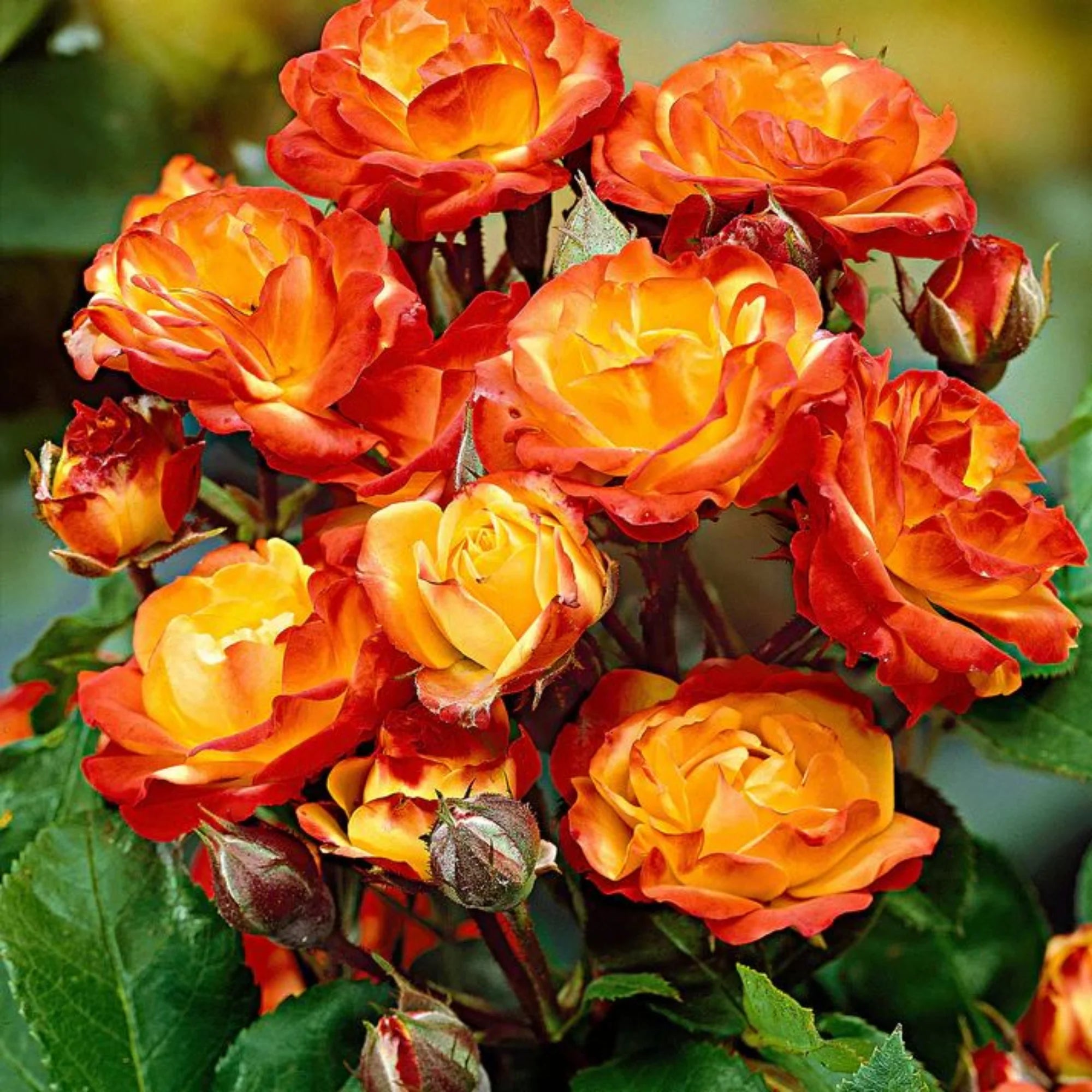 Garden Grace Hybrid Rose Seeds – Fragrant Climber for Pergolas & Walls - Rose Seeds