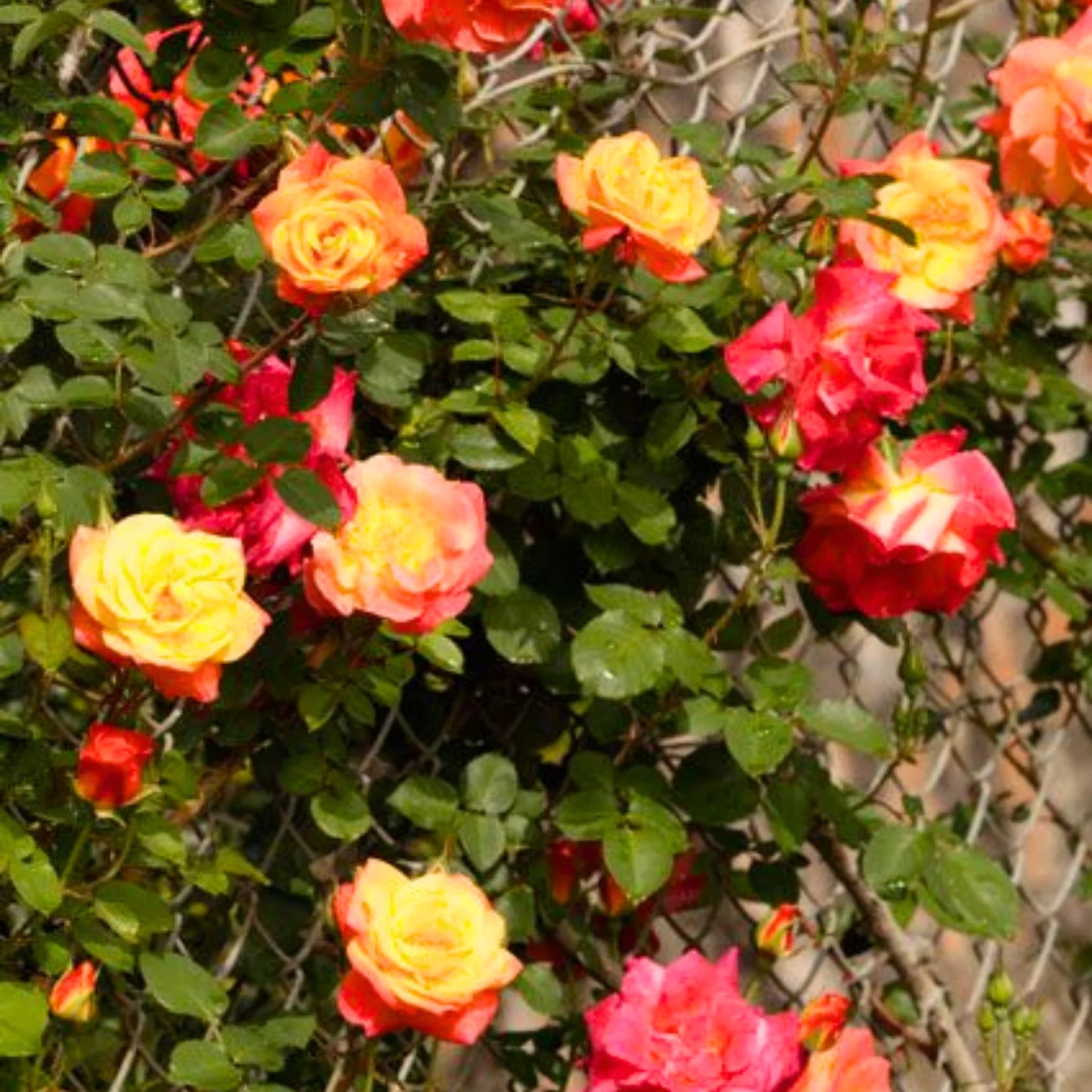 Garden Grace Hybrid Rose Seeds – Fragrant Climber for Pergolas & Walls - Rose Seeds