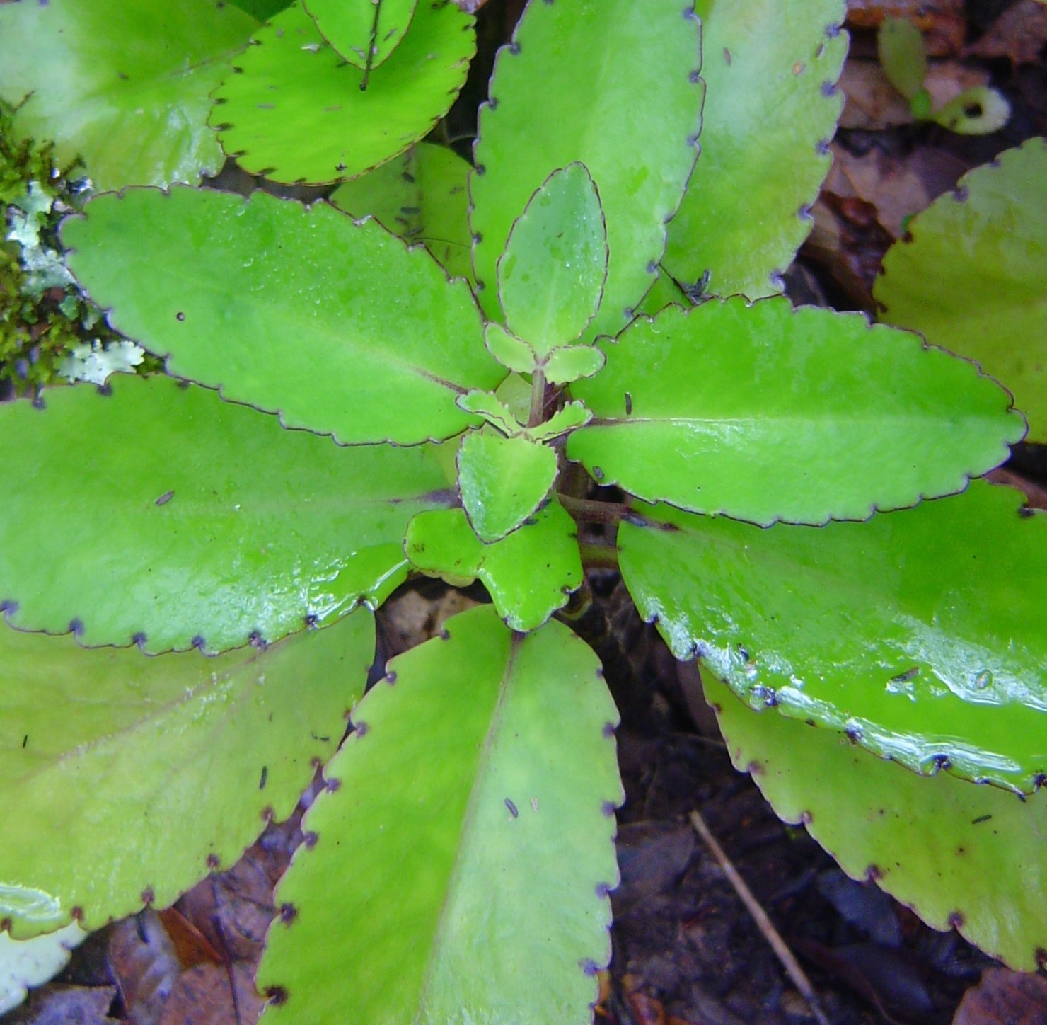 Ila Mulachi Bryophyllum Pinnatum Live Medicinal Plant - Healthy Herbal Healer