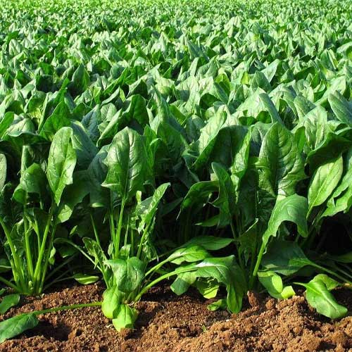 🌿 Spinach (Palak) Hybrid Seeds – Pack of 50 - Vegetable Seeds