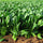 🌿 Spinach (Palak) Hybrid Seeds – Pack of 50 - Vegetable Seeds