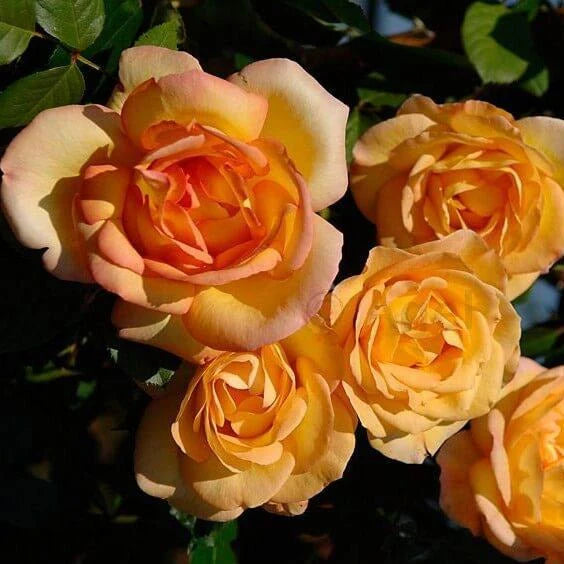 Exotic Hybrid Climbing Rose Flower Seeds – Pack of 20  -sunset - Rose Seeds