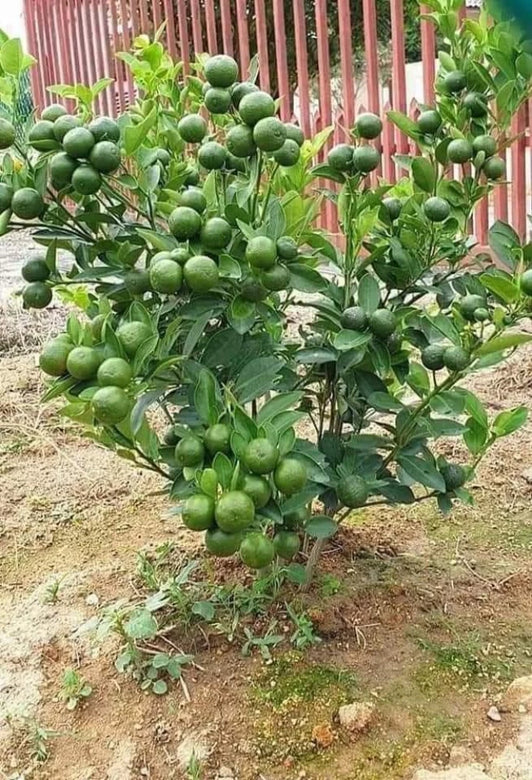 Lemon plant  Citrus limon -  Medicinal Plant Live Plants